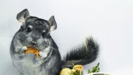 Comment choisir la nourriture pour les chinchillas?