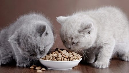 Comment choisir une nourriture sèche premium pour chat?