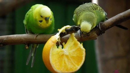 Quel genre de fruit peut donner des perroquets ondulés?