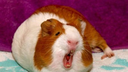 Quels sons font les cochons d'Inde et que veulent-ils dire?