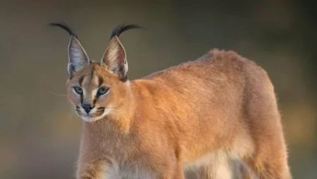 Caracals: fajtajellemzők, otthoni ápolási szabályok