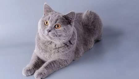 Les chats cartésiens: caractéristiques des races, nature et règles de soin