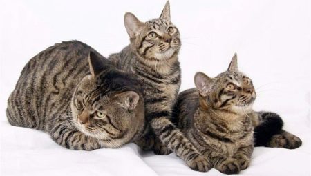 Les chats chinois: types et nuances de contenu