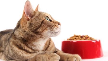 Chats pour chats: les différences et les nuances de choix
