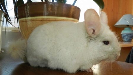 Cages pour chinchilla: types, caractéristiques de choix et d'arrangement