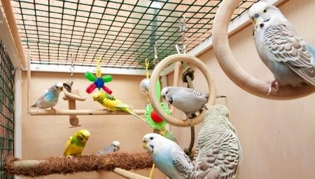 Cages pour perroquets ondulés: le choix, la disposition, l'installation et l'entretien