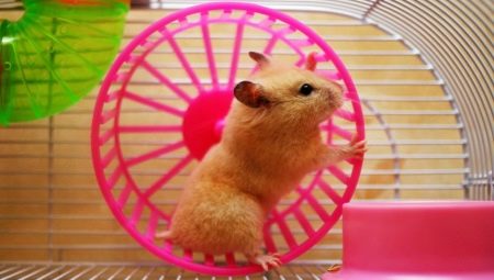 Hamster Wheel: Variété, Choix et Formation