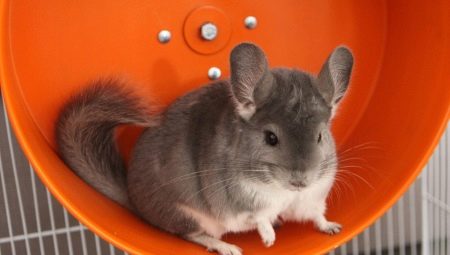 Roue de chinchilla