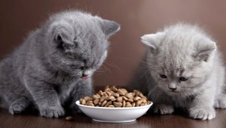 Aliments pour chatons et chats à digestion sensible