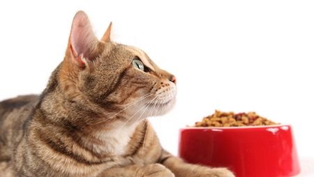 Nourriture pour chats de classe holistique: classification et règles de sélection des fabricants