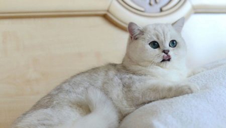 Chat chinchilla argenté: description et règles de garde