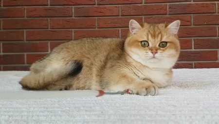 Chinchilla doré: caractéristiques, choix et conditions de détention