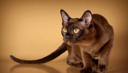 American Burmese Cats: description et caractéristiques des soins