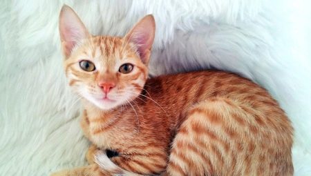 Chats de race Mau Mau: description et caractéristiques des soins