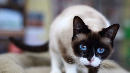 Snow-shu cats: description, variations de couleur et contenu