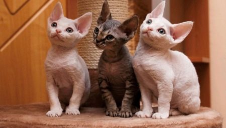 Rex cats: races populaires et leur contenu