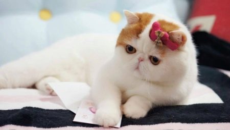 Snoopy Cats: quelle est la race et les raisons de leur popularité