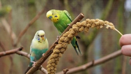 Noms magnifiques et originaux pour les perroquets ondulés des garçons