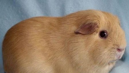 Les cochons d'Inde se reproduisent eux-mêmes: caractéristiques et caractéristiques des soins
