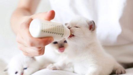 Est-il possible de nourrir le chaton avec de la nourriture pour bébé?
