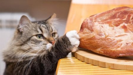 Est-il possible de nourrir un chat avec de la viande crue et quelles sont ses limites?