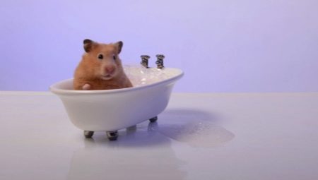 Est-il possible de se laver les hamsters et comment le faire correctement?