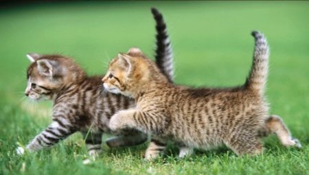 Nourriture molle pour chatons: classement et règles de sélection des fabricants