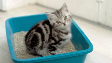Litière pour chat: variétés et subtilités d'utilisation