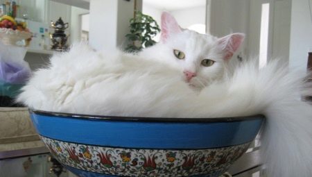 Vue d'ensemble des chats blancs de race Angora turque