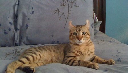 Highlander Cats Vue d'ensemble