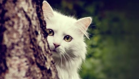 Description des chats Angora, leurs caractéristiques d'élevage et d'alimentation