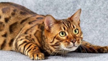 Description, nature et contenu des chats toyger