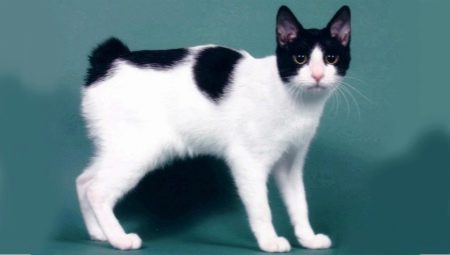 Description, caractère, alimentation et élevage des chats Bobtail japonais