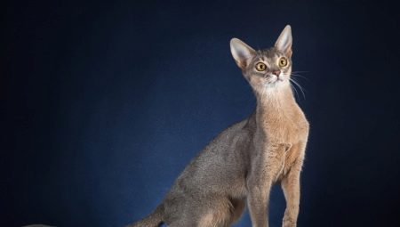 Description et contenu de la couleur bleue des chats abyssins