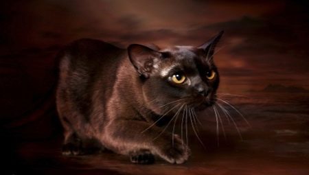 Description et contenu des chats birmans de couleur chocolat