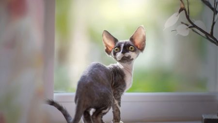 A macskák leírása és tartalma Devon Rex