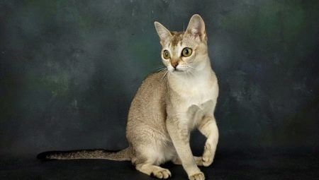 Description et contenu des chats de Singapour