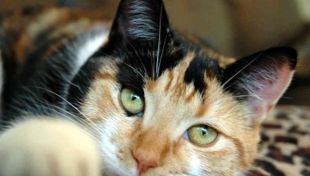 Description races et contenu chats tricolores