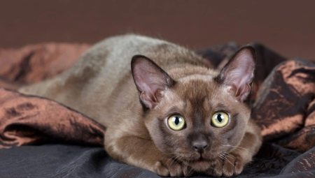 Description des races de chats chocolat et de leur contenu
