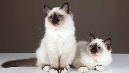 Description de la race et de la nature des chats birmans