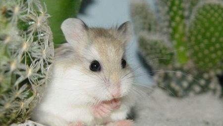 Eredeti és szép nevek a hörcsög lányoknak