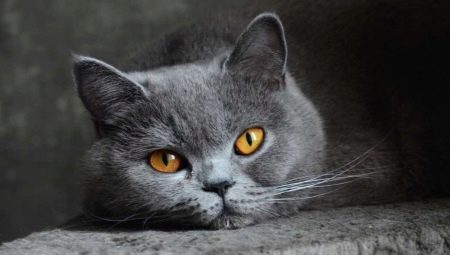  Character traits of British cats