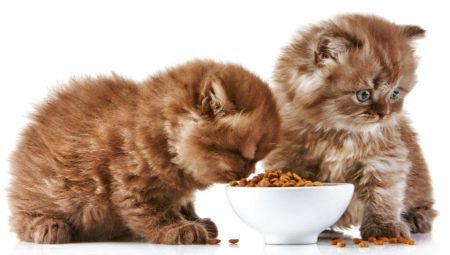 Caractéristiques et classement des aliments super-premium pour chatons