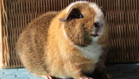 A Teddy tengerimalacok jellemzői és tartalmuk szabályai