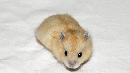 Caractéristiques de reproduction des hamsters Dzungar