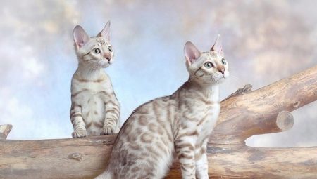 Particularités des chats enneigés du Bengale