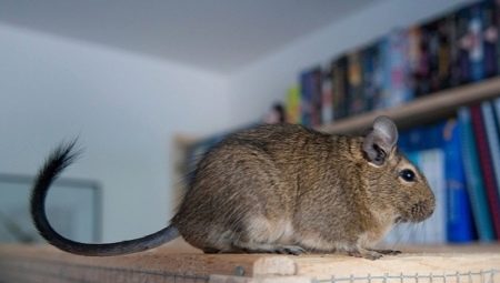 Particularités du contenu de Degu à la maison