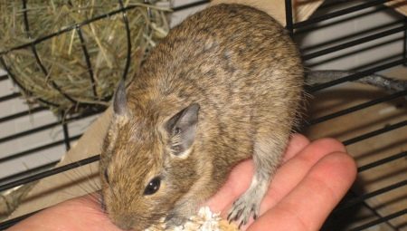 Caractéristiques de la sélection de cellules pour les degus