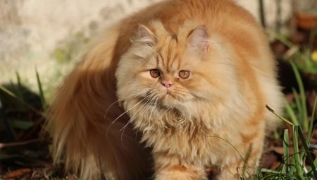 Chat persan: description, caractère, types et recommandations de soins