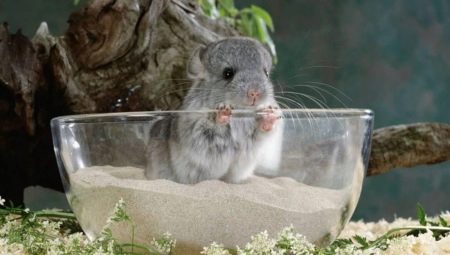 A chinchillák fürdésére szolgáló homok: hogyan kell kiválasztani és használni?